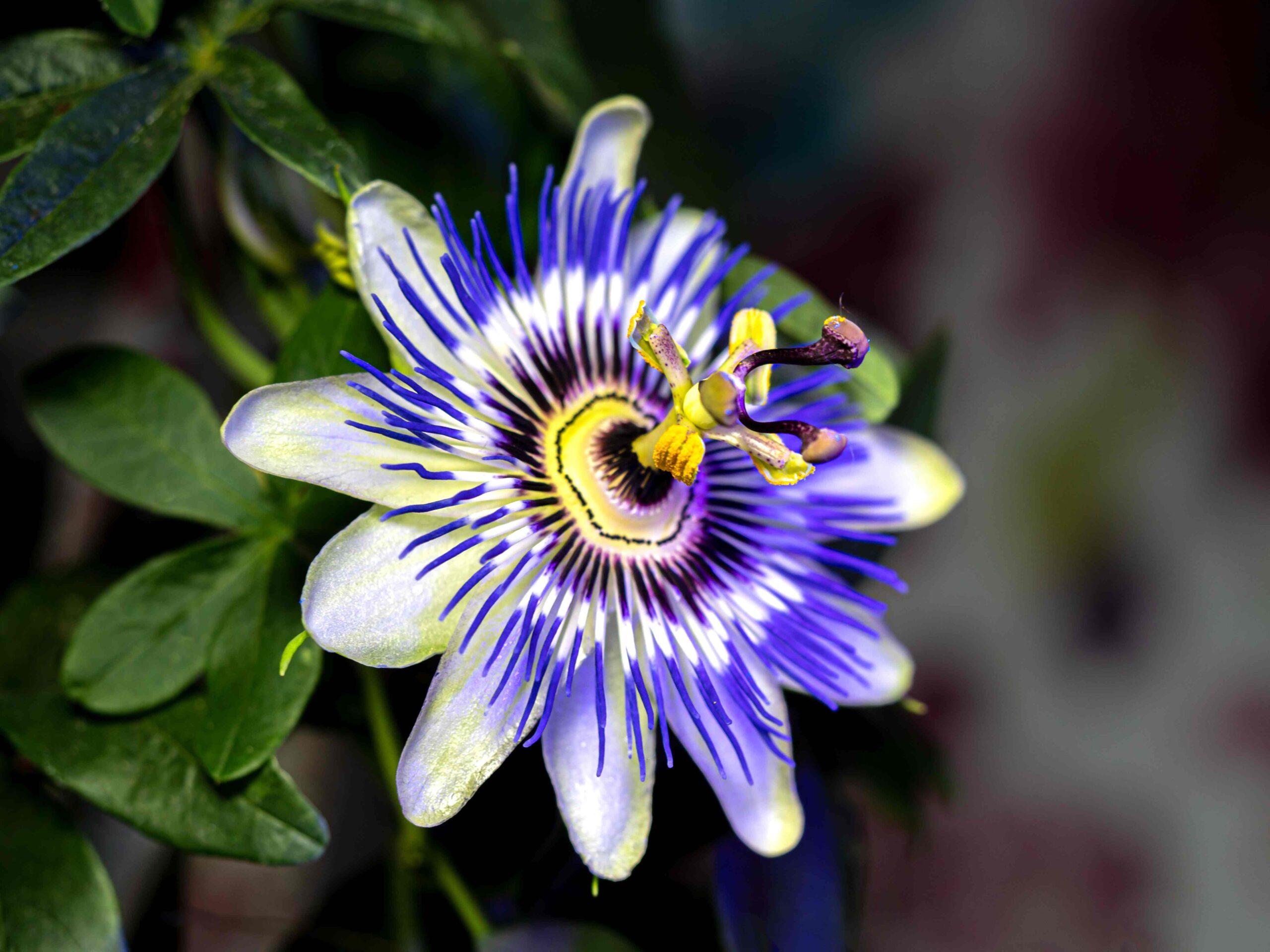 The Benefits of Passionflower: Enjoy the Serenity