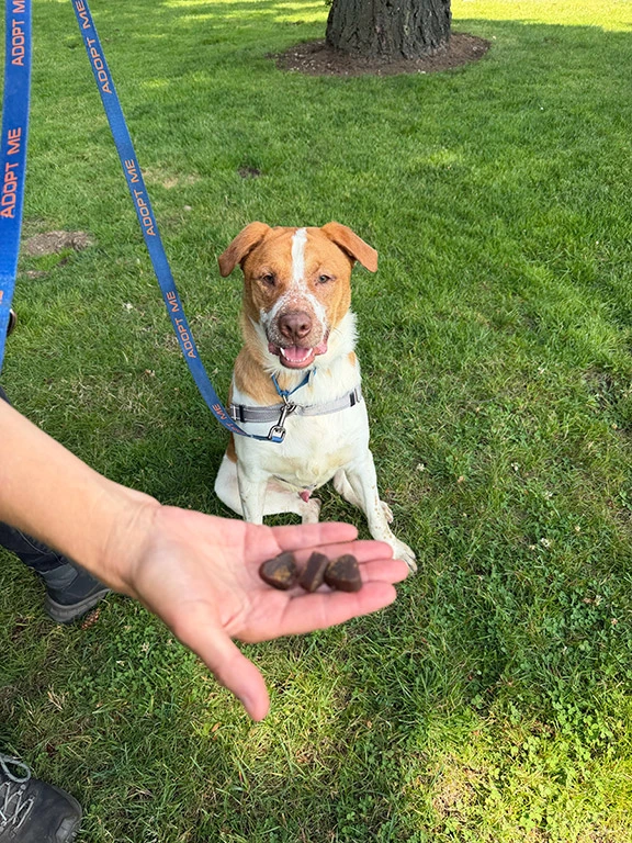 Dog with heart-shaped Friend Factor chews