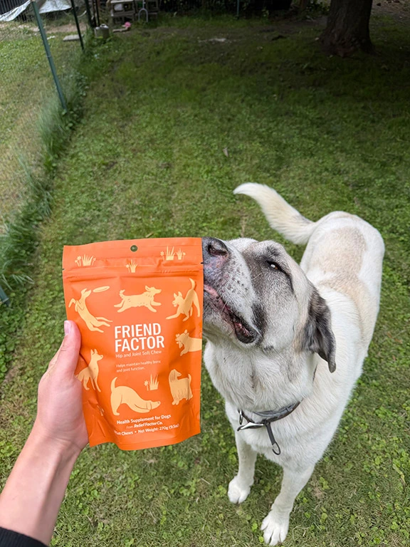 Dog sniffing Friend Factor bag