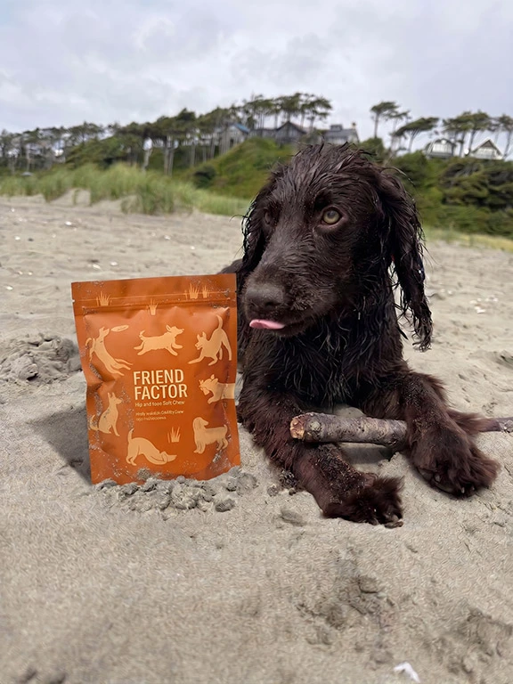 Wet dog at the beach with Friend Factor