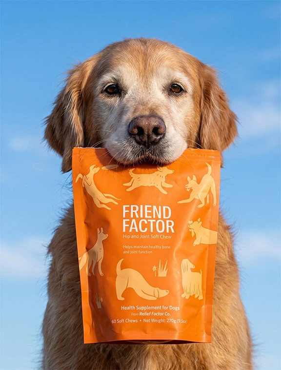 Golden Retriever with Friend Factor