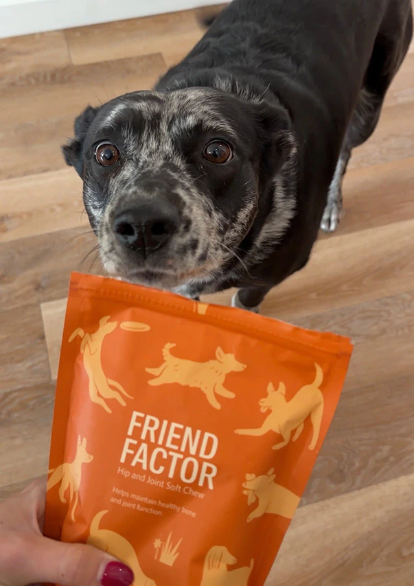Black dog sniffing Friend Factor bag