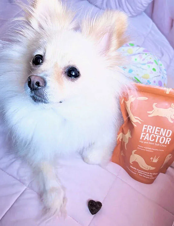 Dog on bed with Friend Factor bag and chew