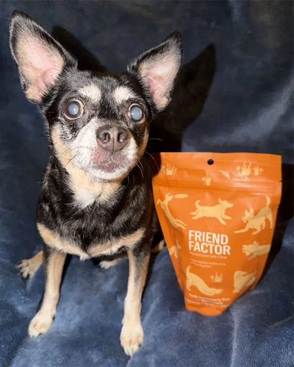 Chihuahua next to Friend Factor bag