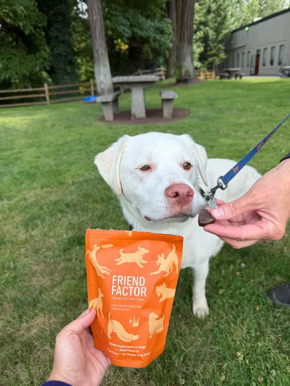 White dog outside sniffing Friend Factor chew
