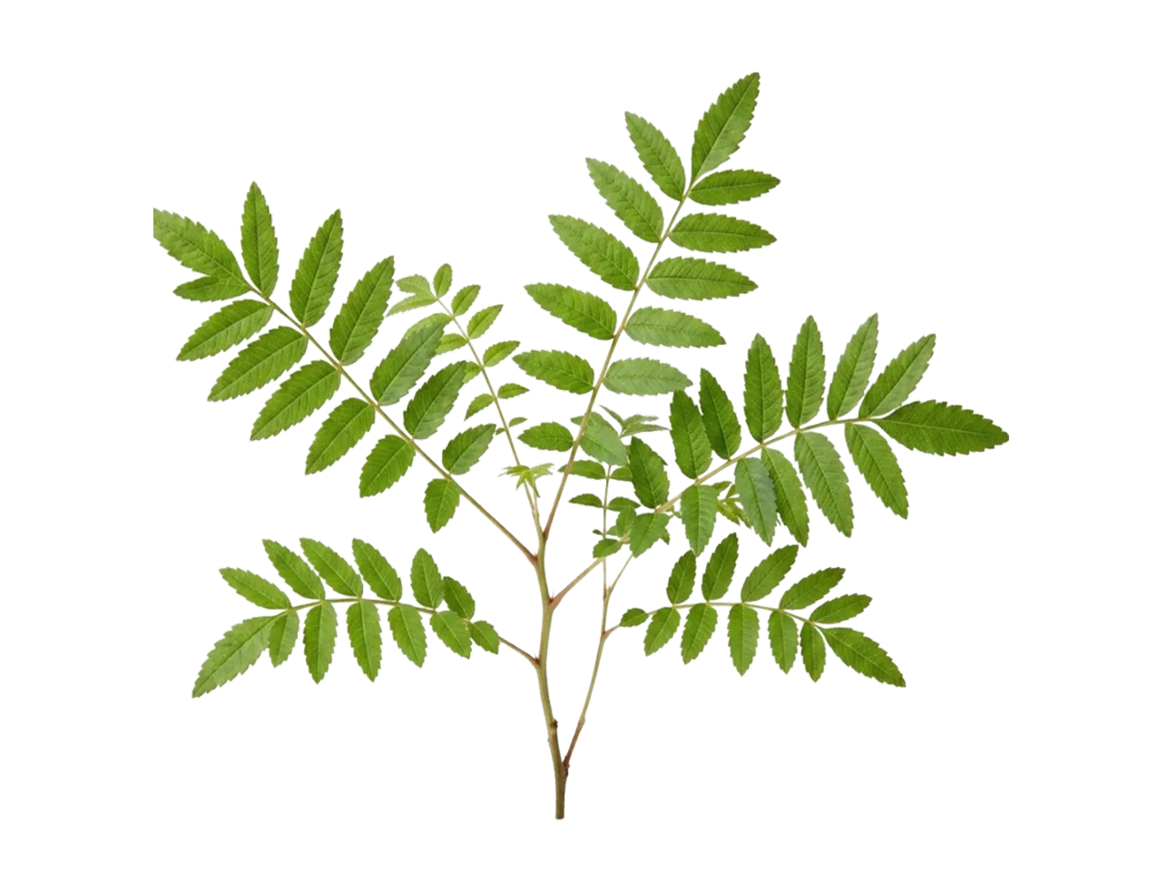 Boswellia Serrata Ingredient